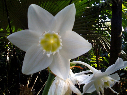 Amazon lily